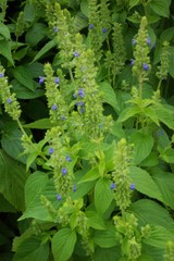 Chia Seeds, Herb, Salvia hispanica, NON-GMO, Variety Sizes Sold, FREE SHIPPING