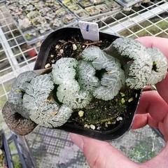 Haworthia Truncata Hybrid Succulent plants potted Home Garden Bonsai 6-8cm