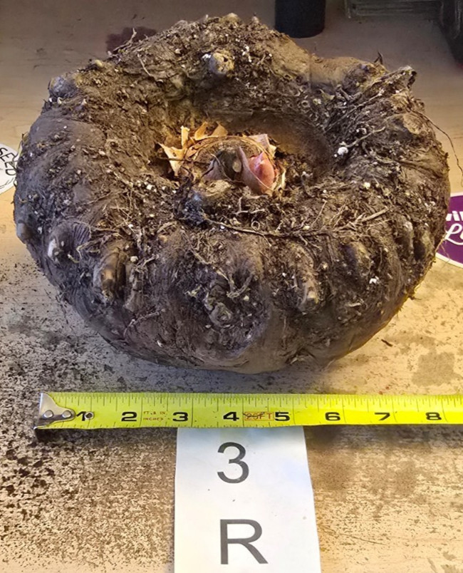 6 LB 2 OZ AMORPHOPHALLUS KONJAC 7.5 INCH BULB TUBER VOODOO LILY RIVIERI AROID