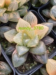 Haworthia Obtusa Hybrid varigated Succulent plants potted Plants 7-8CM