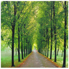 19.75 In. X 19.75 In. “Path of Life” Canvas Wall Art