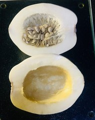 25 WHITE ACORN Winter Squash Seeds Fresh Picked Maturity 80~100 Days Full Sun