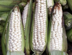 Cacahuazintle White Corn Seeds (30) / MEXICAN HEIRLOOM / TORTILLA CORN / RARE