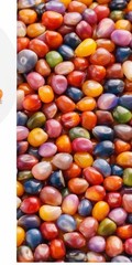 25+ Organic Glass Gem Indian Corn Seeds For Planting Beautiful And Vibrant!