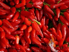 SERRANO ROJO 30 SEEDS 100% GUARANTEED SPICY CHILLI CHILLI PEPPER