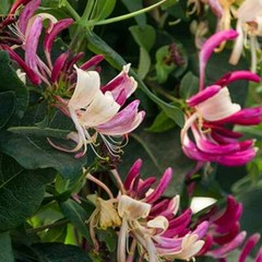 ~~PEACHES & CREAM~~Lonicera periclymenum Honeysuckle Vine~Rooted Starter Plant ~