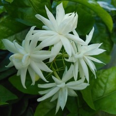 Jasmine Sambac Belle of India 1 Potted Plant Rooted in a Quart Pot, Easy to Grow