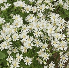 ASTER, WHITE UPLAND Perennial Xeriscape Full Sun Fall Blooms Non-GMO 200 Seeds