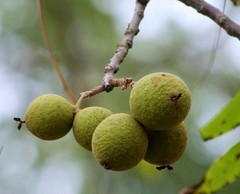 10 lbs. BLACK WALNUTS in the shell – Fall 2025 crop – our famous “squirrel nuts”