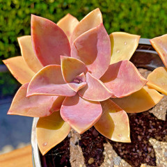Rare Succulent Pink Graptoveria Dusty Easy Care Rooted Live Plant 3-Inch