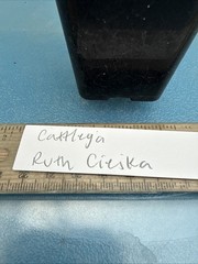 Cattleya Ruth Ciejka Pink White Yellow Amber Orchid Eros Hybrid 2” Pot