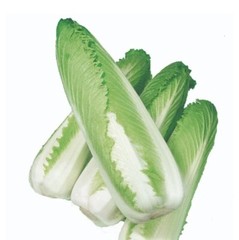 1000 CHINESE MICHIHLI CABBAGE Seeds-Non GMO-Organic-Open Pollinated.