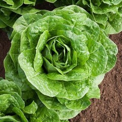 Paris Island Cos Romaine Lettuce Seeds, NON-GMO, ORGANIC, HEIRLOOM