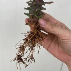 8CM Succulent Cactus Plant Euphorbia Guentheri Euphorbiaceae Home Garden Plant