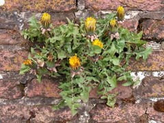 1000 Dandelion Seeds Taraxacum Officinale Medicinal Edible Herb Non-GMO Bulk