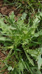 1 M LIVE PLANT Lactuca Virosa Wild Lettuce poppy Grown Organic Pain Relief USA
