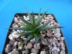 Agave albopilosa Seedling Plants VERY RARE Agave! 4+ Years Old! 2″-3″ Wide