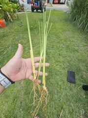 Vetiver live plant for EROSION CONTROL