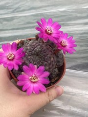 Multi Heads Rebutia rauschii Zecher Succulent Plant Garden Décor Boutique 6-8CM