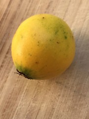 Lemon Drop Mangosteen Garcinia Intermedia Yellow Tropical Fruit Tree Plant