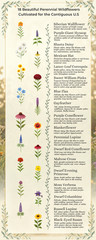 Bulk Wildflower Seed Mix – 1 Pound, All Zones Perennial Mix, Covers 2,000 SQFT