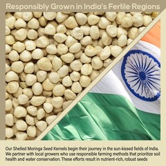 250 Moringa Oleifera Seeds Kernel 2 oz. SHELLED Fresh Organic Semilla De Moringa