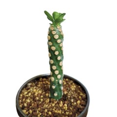 8CM Succulent Cactus Plant Euphorbia Royleana Spineless Euphorbiaceae Beautiful