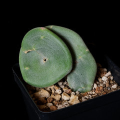 Pedilanthus macrocarpus crest – 3.25″ pot – Succulent
