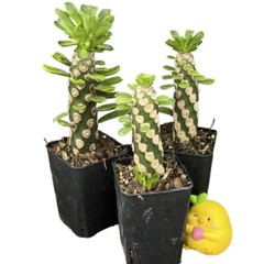 8CM Succulent Cactus Plant Euphorbia Royleana Spineless Euphorbiaceae Beautiful
