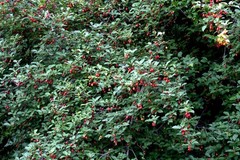 Goumi Berry Tree Seeds Elaeagnus multiflora Rare Hardy Cherry Silverberry Fruit