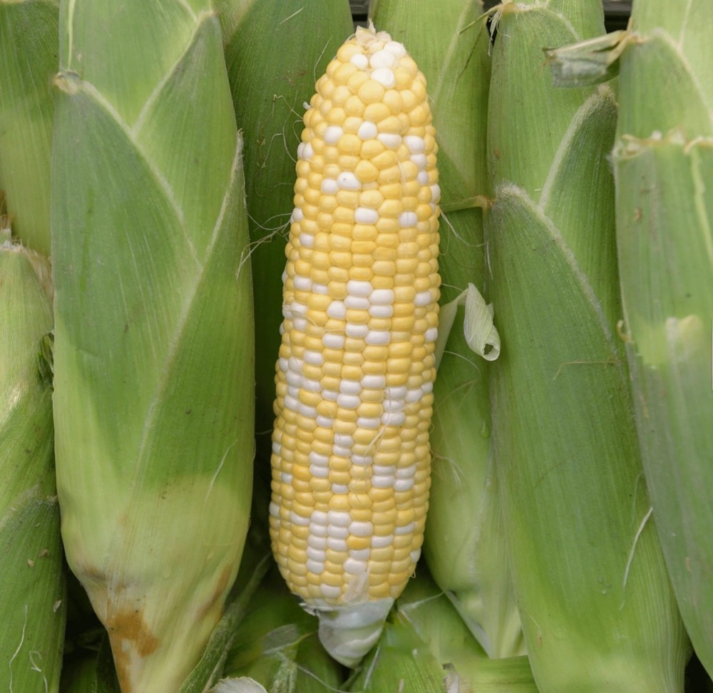 Peaches & Cream Sweet Corn Seeds, Bicolor Non-GMO Hybrid, Fresh 2026 USA Seller