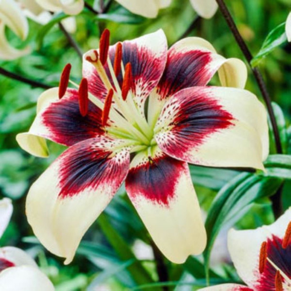 50 Lily Flower Seeds Much Less Money Than Bulbs