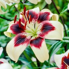 50 Lily Flower Seeds Much Less Money Than Bulbs
