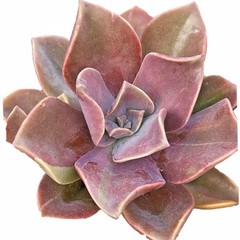 Rare Succulent Pink Graptoveria Dusty Easy Care Rooted Live Plant 3-Inch