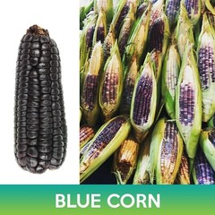 Blue Corn Seeds, Zea mays