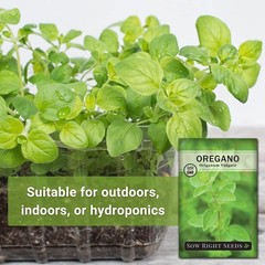 Fragrant Oregano Seeds for Indoor/Outdoor Gardening – Germinates in 7-14 Days