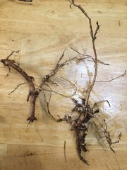 Start Next Year’s Crop Today. 3 Organic Cascade Hop Rhizomes, $22.00