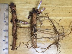 Start Next Year’s Crop Today. 3 Organic Cascade Hop Rhizomes, $22.00