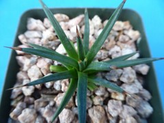 Agave albopilosa Seedling Plants VERY RARE Agave! 4+ Years Old! 2″-3″ Wide