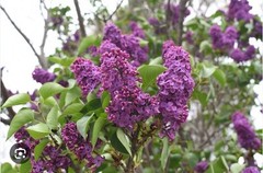 Congo Lilac~Syringa Vulgaris~Small Well Rooted STARTER Plant~4-8” Tall