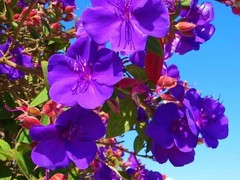 ~~ Ecuador Purple Princess Glory Bush Plant~~Tibouchina Lepidota grandifolia~~