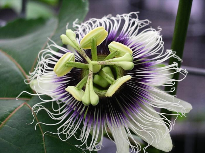 20 Maypop Purple Passion seeds (Edible fruit!) (Passiflora Incarnata) Cold Hardy