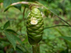 2 Shampoo Ginger Rhizomes (Zingiber Zerumbet) Awapuhi Kuahiwi for planting