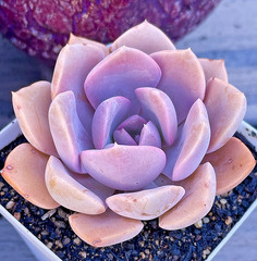 Rare Succulent Graptoveria Debbie Rooted Easy Care Pink Purple Live Plant 2.5″