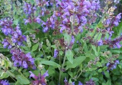 Italian Sage, Salvia Officinalis, NON-GMO, Variety Sizes, FREE SHIPPING