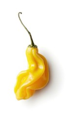 20 MADAME JEANETTE HABANERO CHILLI SEEDS 100% GUARANTEED SEEDS