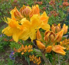 GOLDEN LIGHTS~~Azalea Rhododendron~Well Rooted Starter Plant~MAY BE DORMANT!