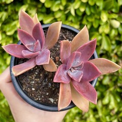 Rare Pink Succulent Graptoveria Dusty Easy Care Bare Root Live Plant 1-Head 2″