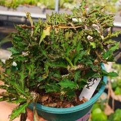 8CM Succulent Cactus Plant Euphorbia Cylindrifolia Cristata Cactaceae Beautiful