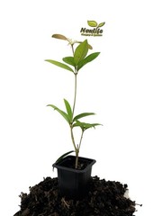 ( 1 ) – Yellow Flowering Fragrant Tea Olive ( osmanthus ) – Starter Plant ( L4 )